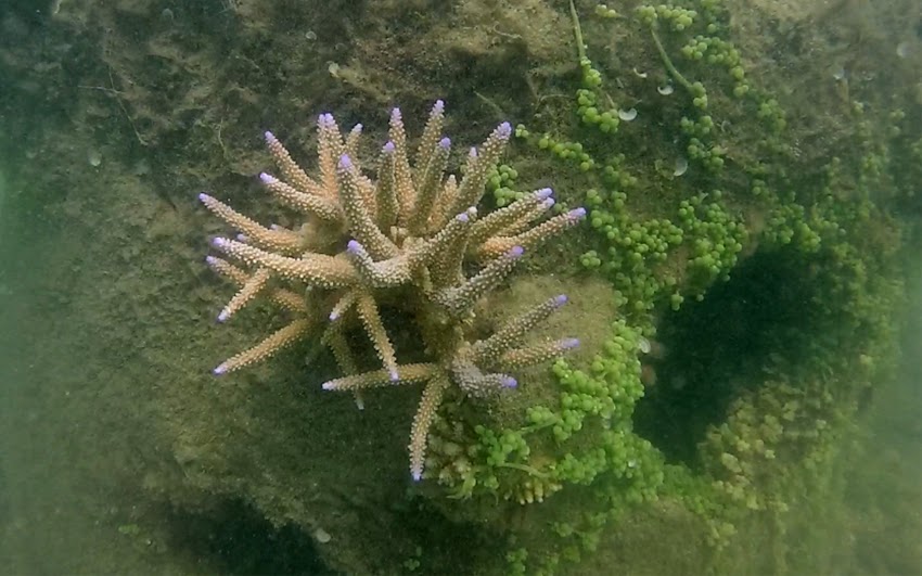 Close-up of coral formations seen during Pasikuda snorkeling, showcasing marine biodiversity.