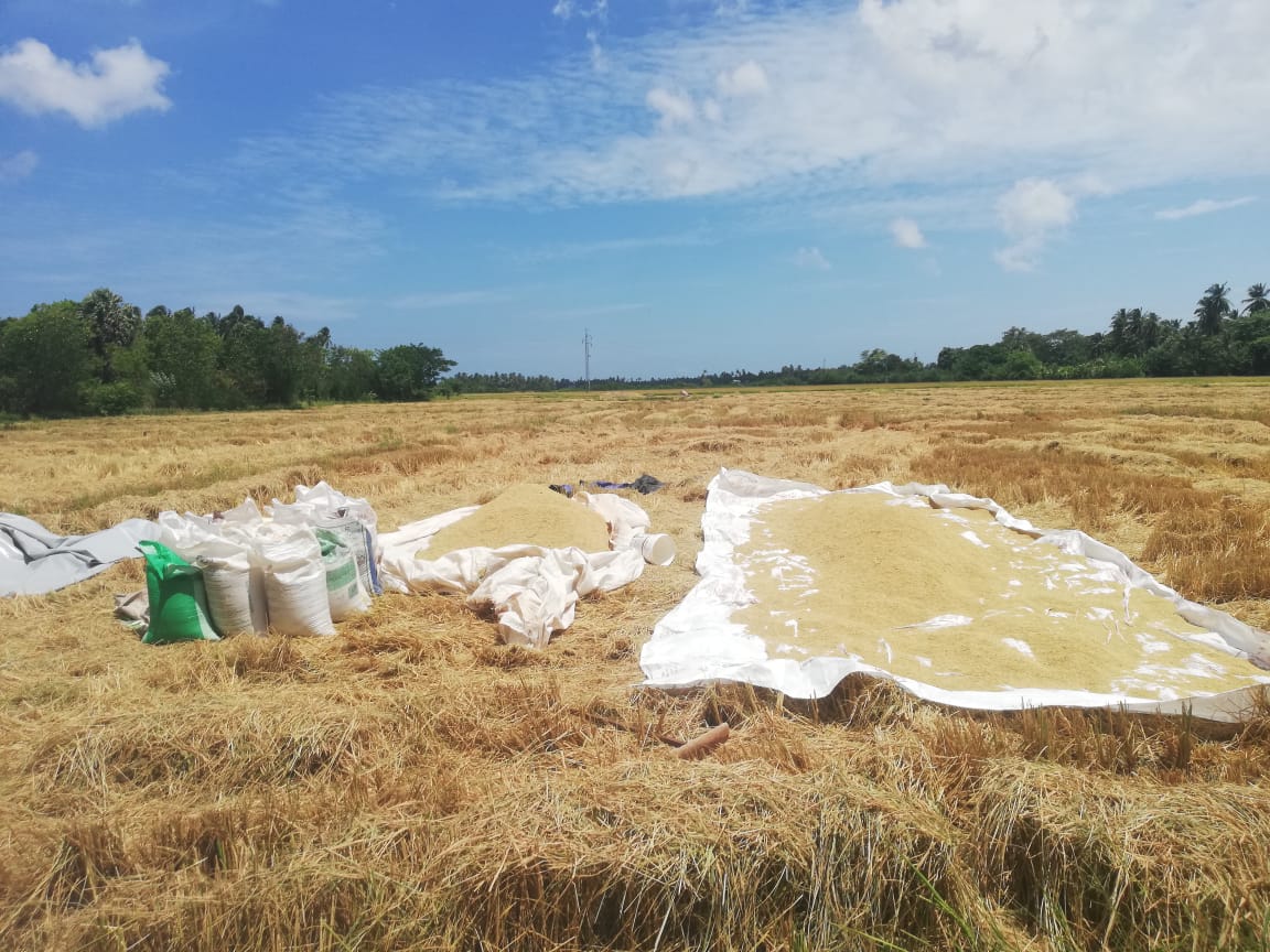 Sun-dried paddy spread on tarps in a rural field, part of local harvests supporting authentic Sri Lanka village cooking.