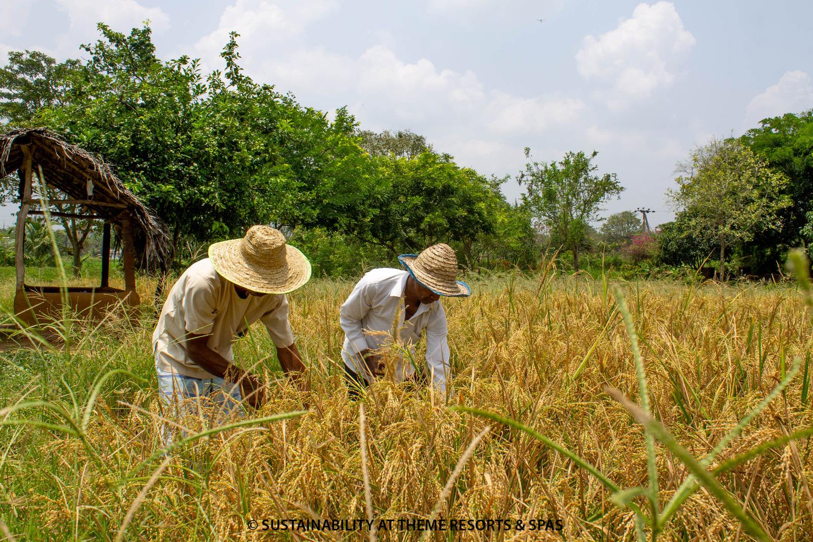 farming Sigiriya near Ayurvie Sigiriya