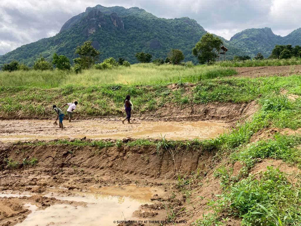 Local farmers preparing paddy fields for sustainable cultivation at Gal Oya – gal oya