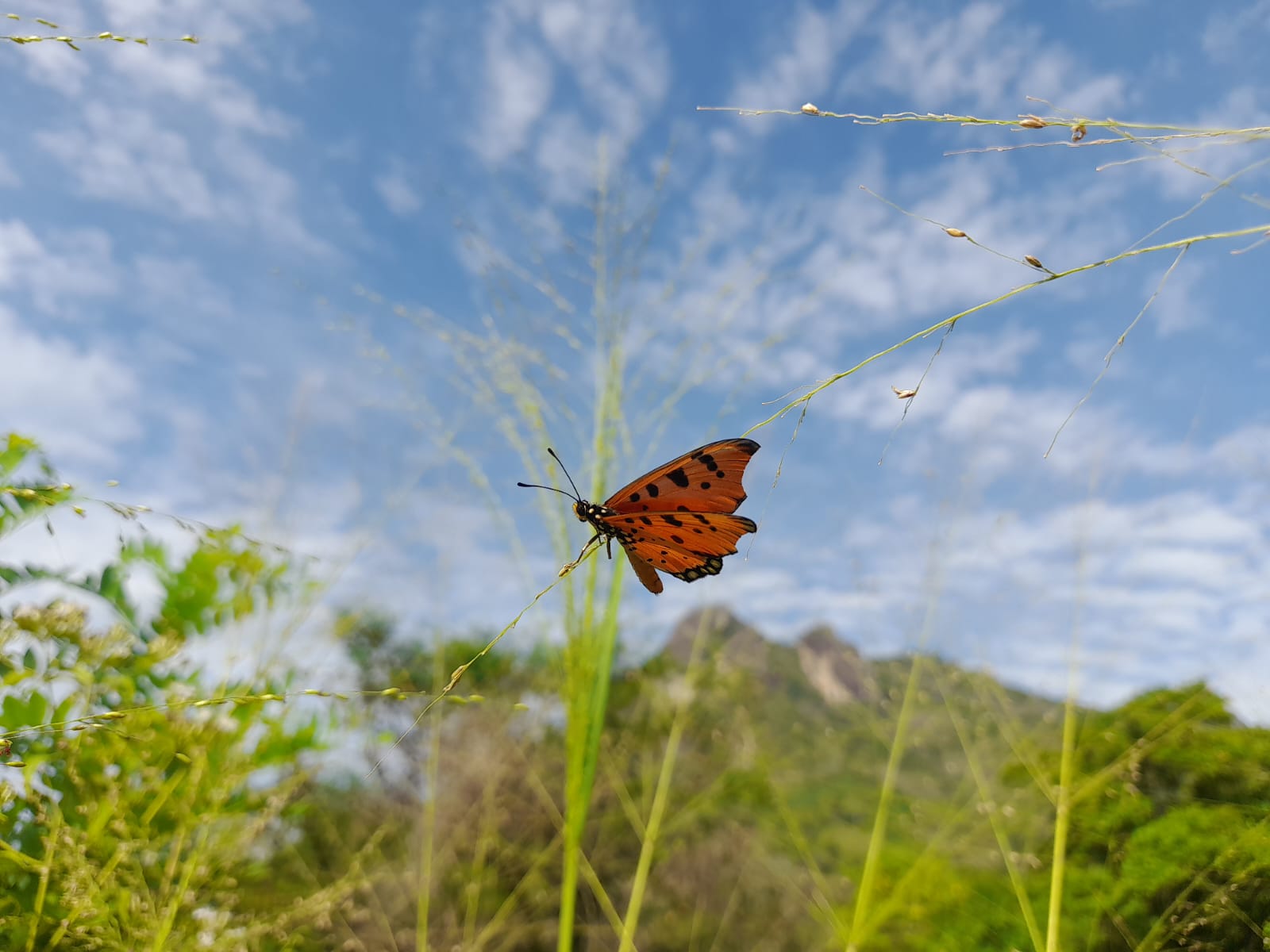 Orange butterfly perched on grass with Gal Oya mountains in the backdrop – biodiversity highlight at wild glamping gal oya
