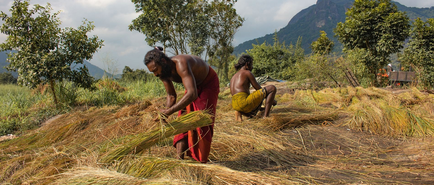 Indigenous farmers harvesting rice by hand in Gal Oya valley with mountain backdrop – wild glamping gal oya