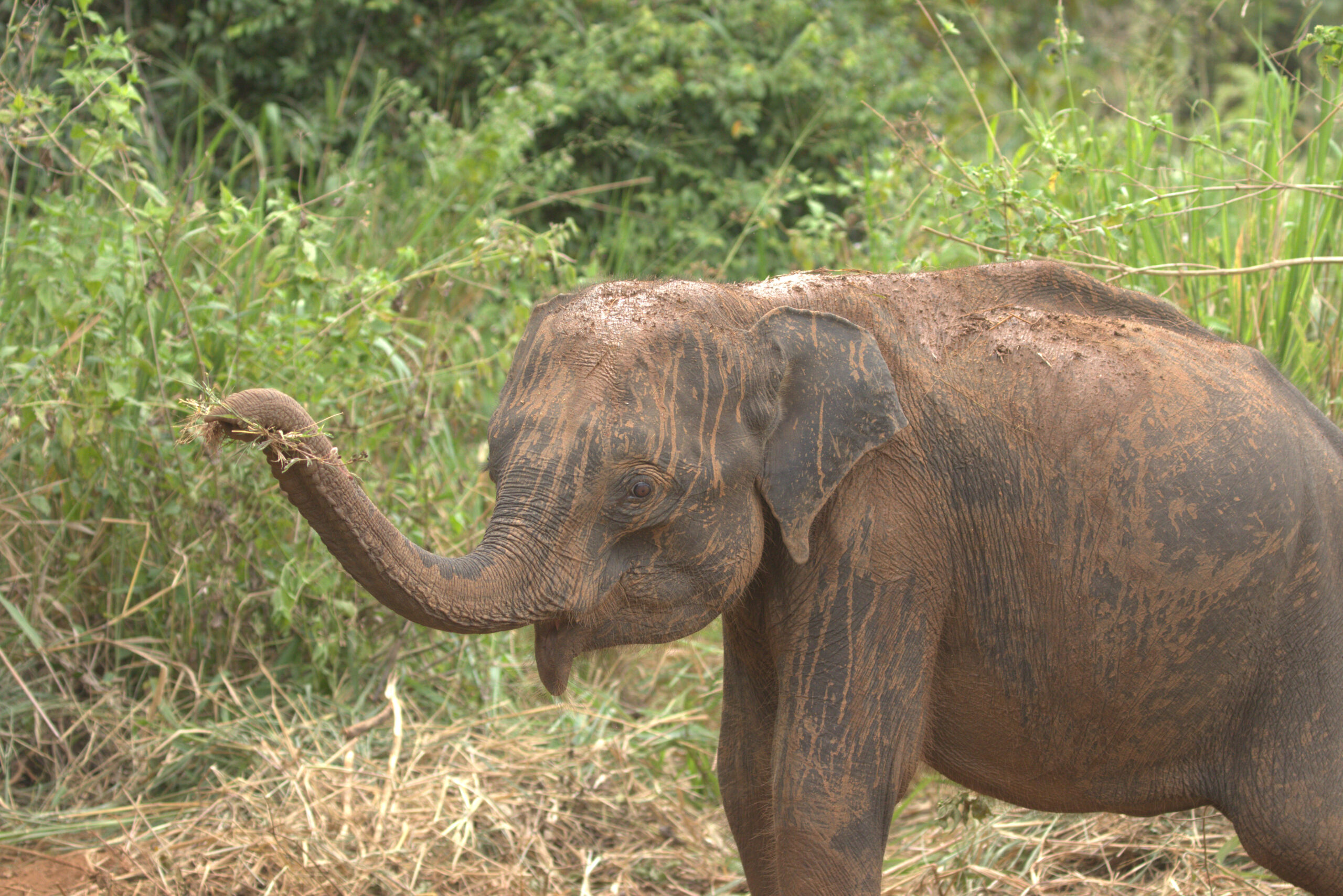 elephants in udawalawa