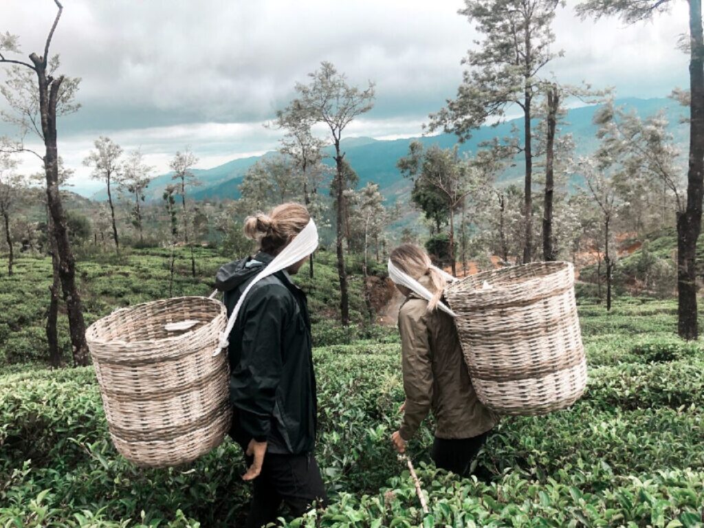 Leaf to Cup Experience in Mandaram Nuwara, Nuwara Eliya District