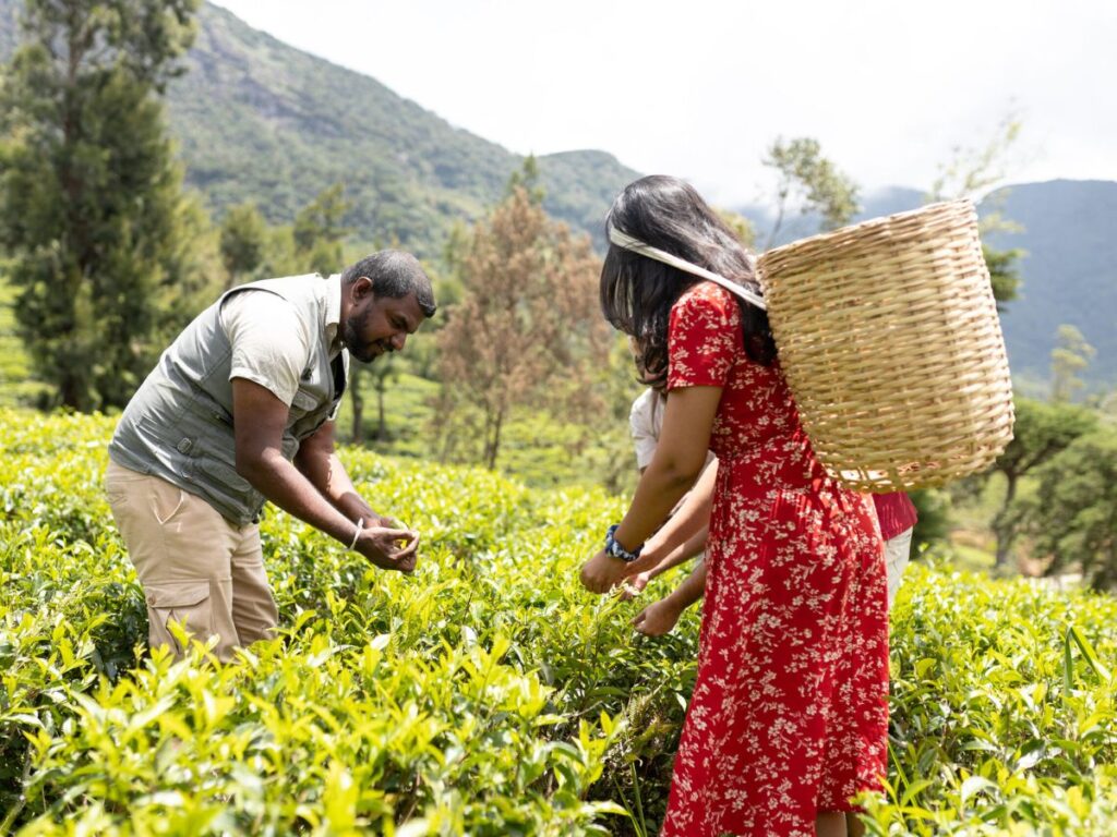 Experience Traditional Tea Culture at Tea Factory Hotel Sri Lanka