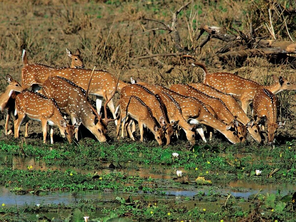 Full-Day Safari Adventure in Udawalawe National Park