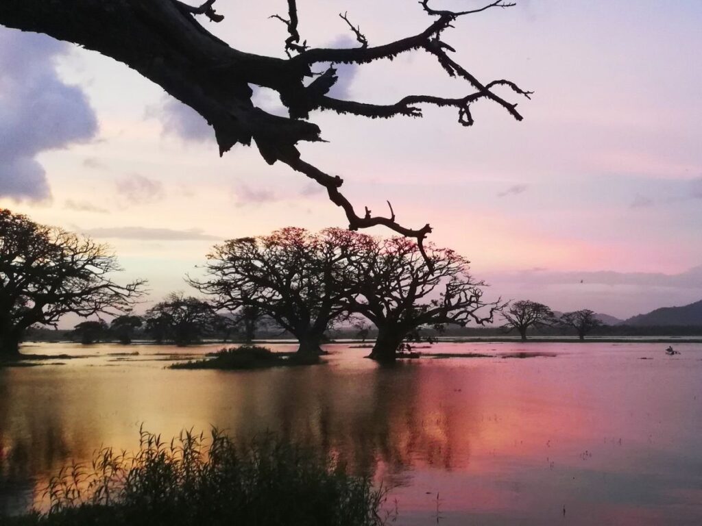 Sunset Boat ride and Bird Watching in Thissa Wewa