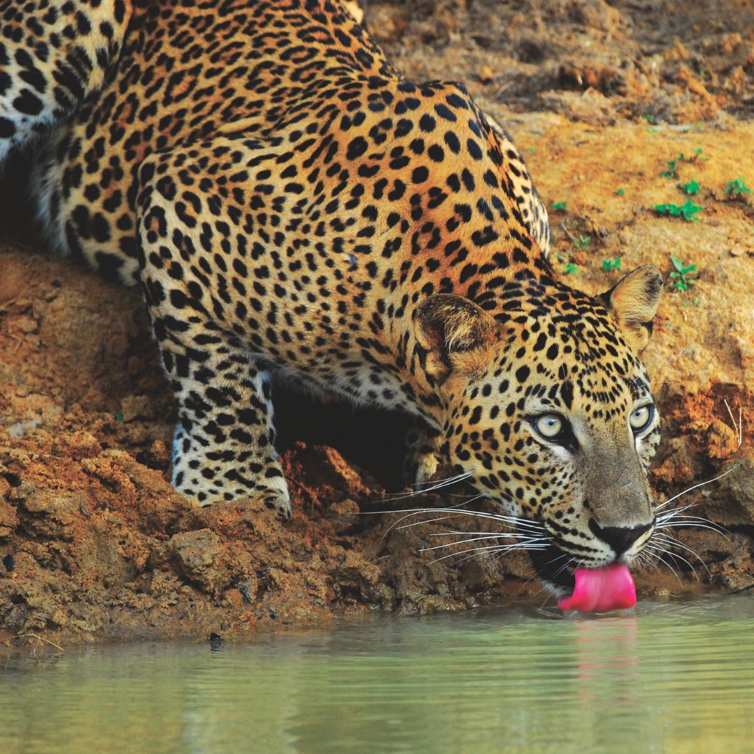 Top 5 Safari Experiences Near Udawalawe Hotels. Exploring Wildlife from Waraka