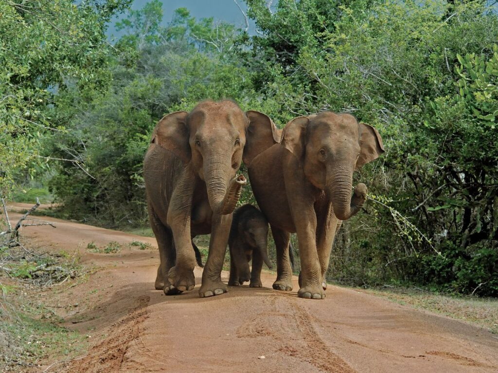 Yala National Park Safari Adventures