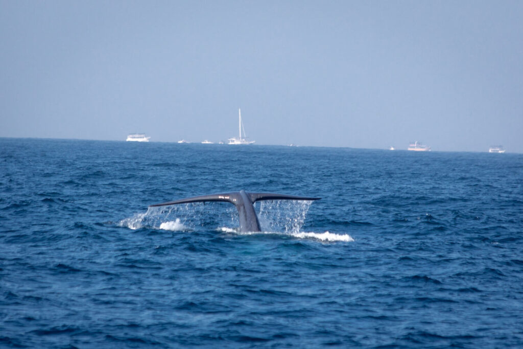 Whale Watching in Sri Lanka
