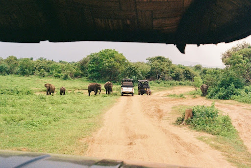 Elephants grazing near safari jeeps in Yala National Park during a wildlife safari in Sri Lanka