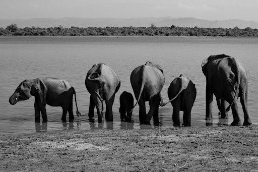 Herd of elephants at a waterhole in Yala National Park during a safari wildlife experience