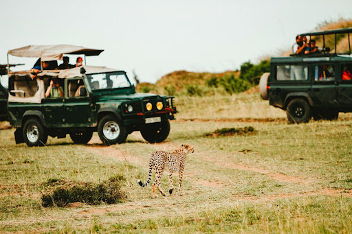 Leopard sighting during a Yala safari experience in Sri Lanka