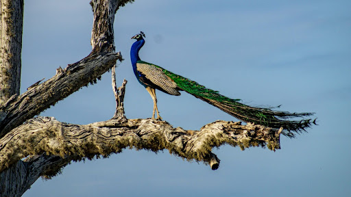 Peacock perched on a tree branch in Yala National Park at sunrise