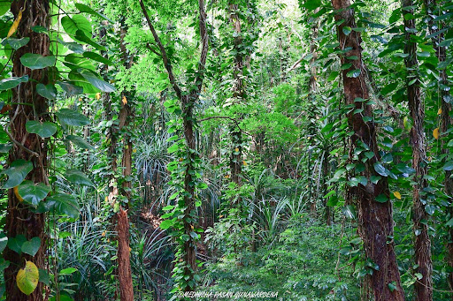 Udawattakele Forest Reserve in Kandy, one of the wild things to do in Kandy
