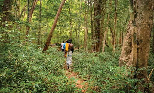 Guided jungle walk with a Vedda in Gal Oya during a cultural tourism experience in Sri Lanka