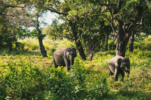 Wild elephants in Yala National
