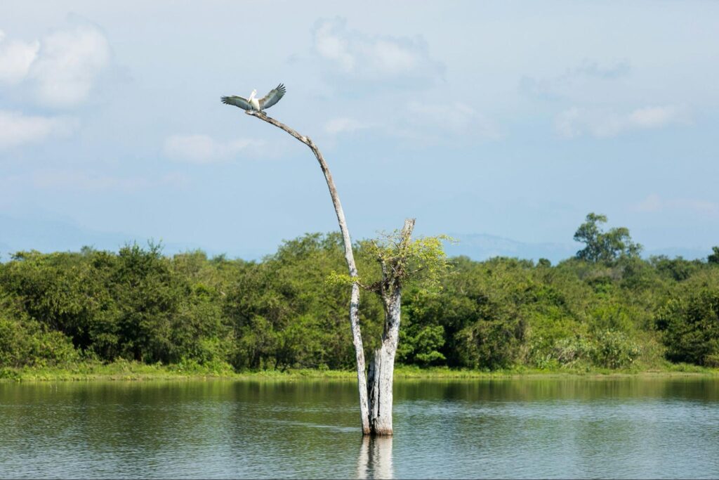 Birdlife around the Udawalawe Reservoir in Udawalawe National Park, Sri Lanka