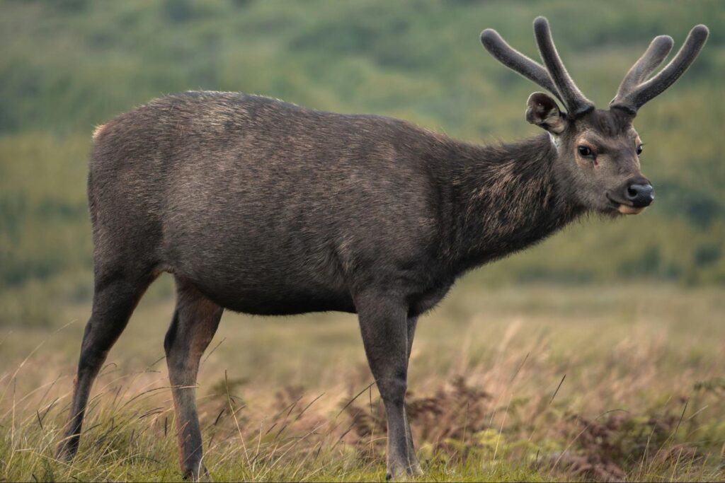 Sambar deer grazing in the grasslands of Horton Plains National Park, Sri Lanka