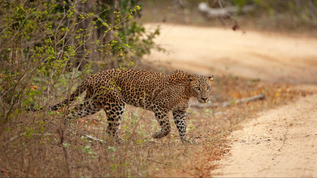 Sri Lankan leopard walking along a safari track in Yala National Park