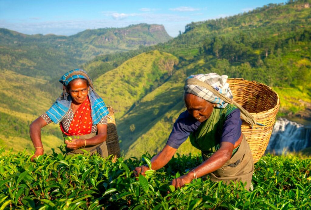 Tea pluckers harvesting fresh Ceylon tea leaves in Sri Lanka’s hill country plantations