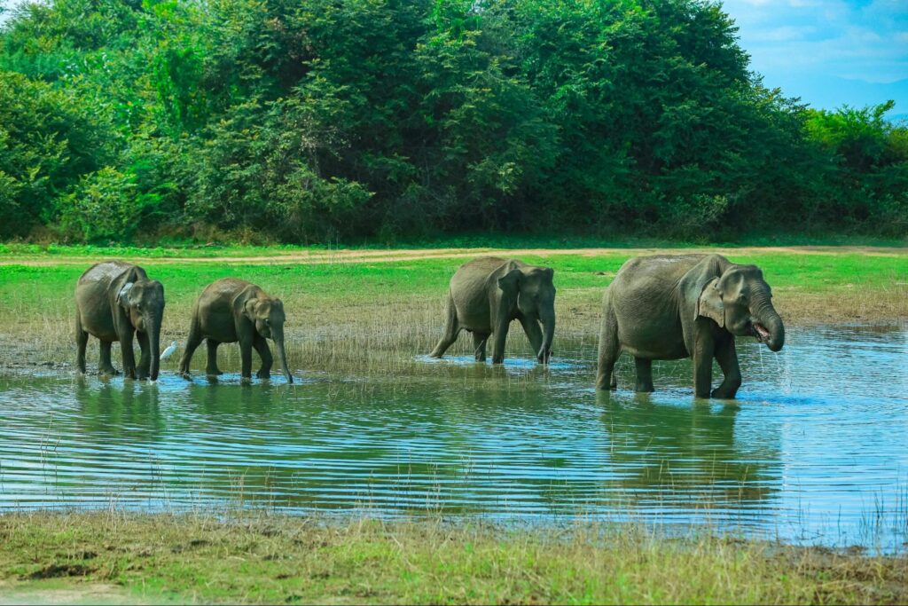 Herd of Asian elephants cooling off in Udawalawe Reservoir at Udawalawe National Park, Sri Lanka