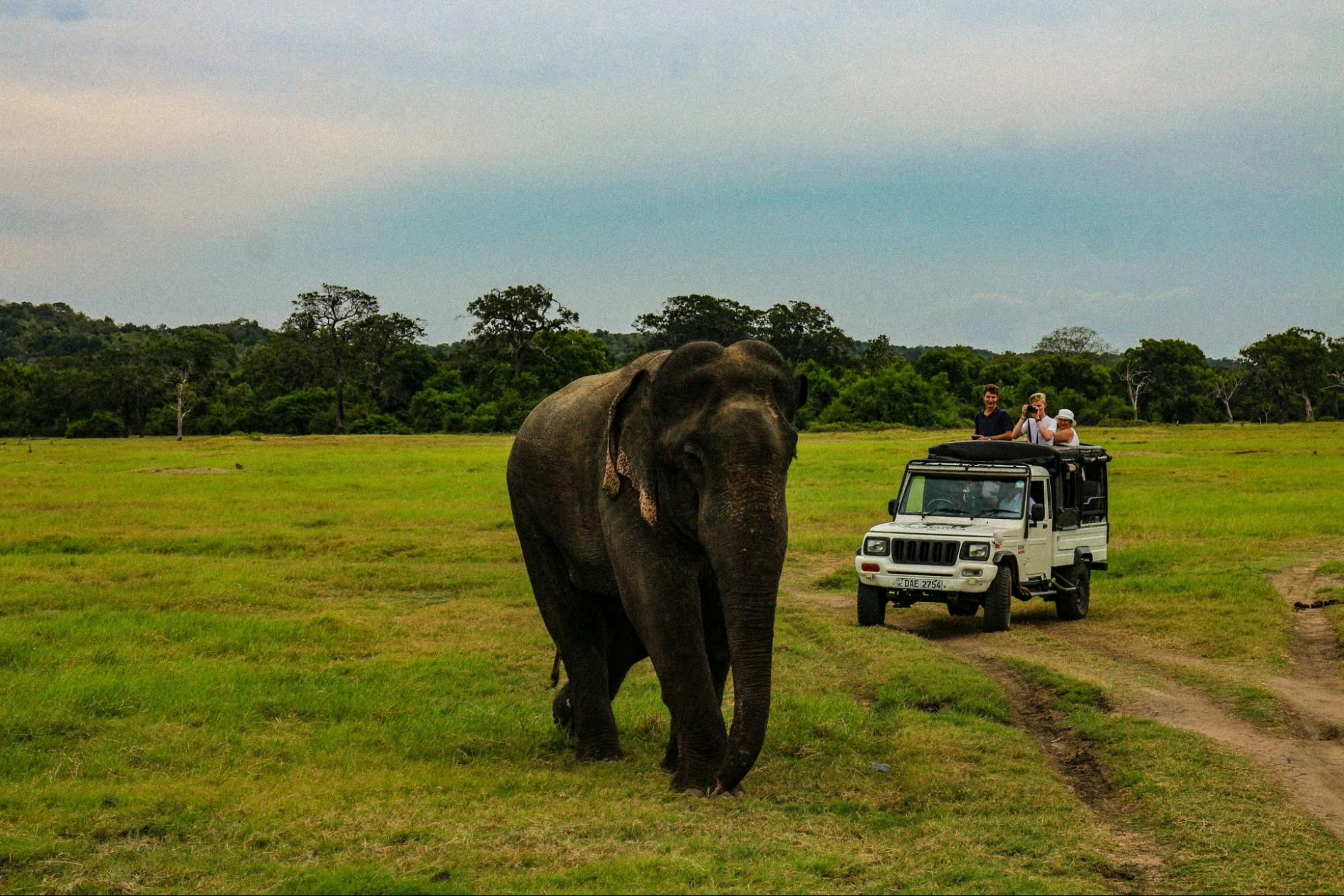 Wild elephant near a safari jeep in Yala National Park, Sri Lanka