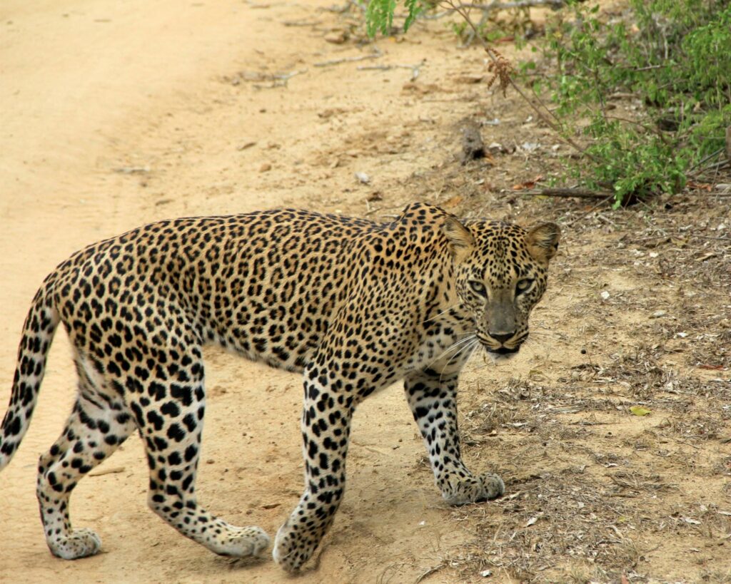 Sri Lankan leopard walking along a safari track in Yala National Park