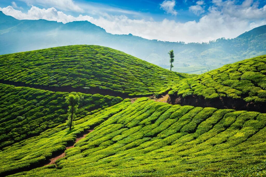 Rolling green tea plantations across Sri Lanka’s central highlands