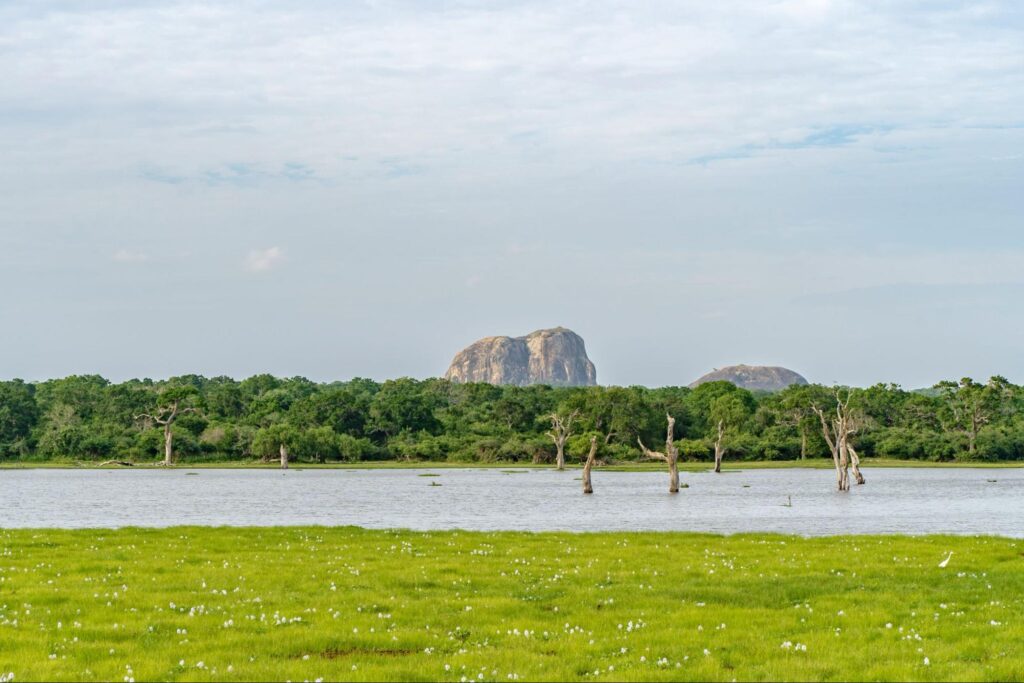 Scenic view of a lagoon and forest landscape in Yala National Park, Sri Lanka