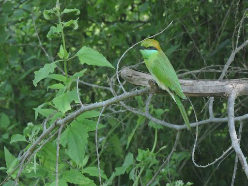 A green bee-eater perched on a branch in Kandalama, showcasing the rich birdlife found in birdwatching spots near Sigiriya.