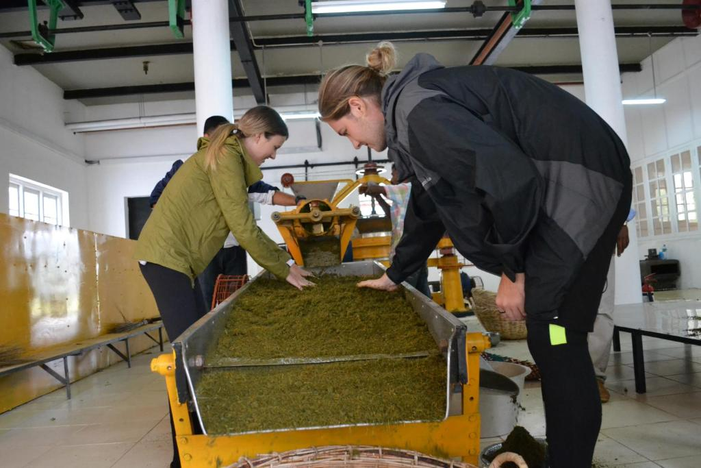 Leaf-to-cup tea experience at Tea & Experience Factory Hotel