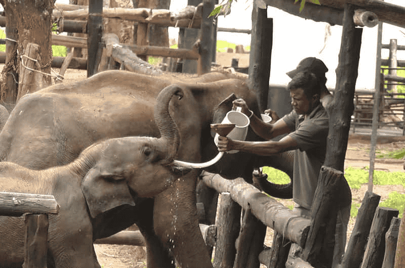 Baby elephant being fed at Udawalawe Elephant Transit Home in Sri Lanka