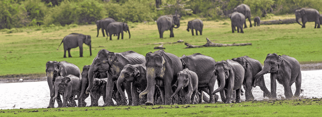 Wild elephants in Udawalawe National Park
