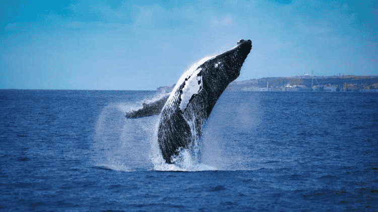 Catamaran whale watching experience from Mirissa
