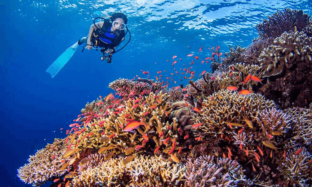 Responsible scuba diving near coral reefs in Pasikuda