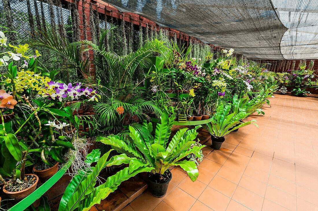 Orchid display at the botanic gardens in Peradeniya