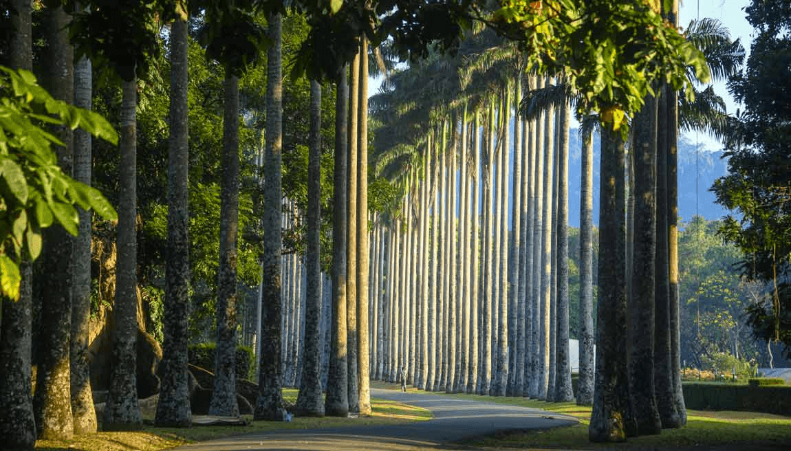 Royal Palm Avenue at Peradeniya Botanic Gardens