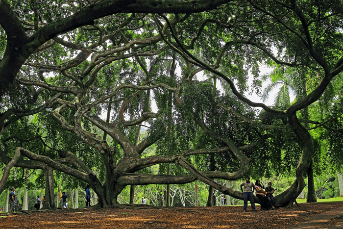 Java fig tree at Peradeniya Botanic Gardens