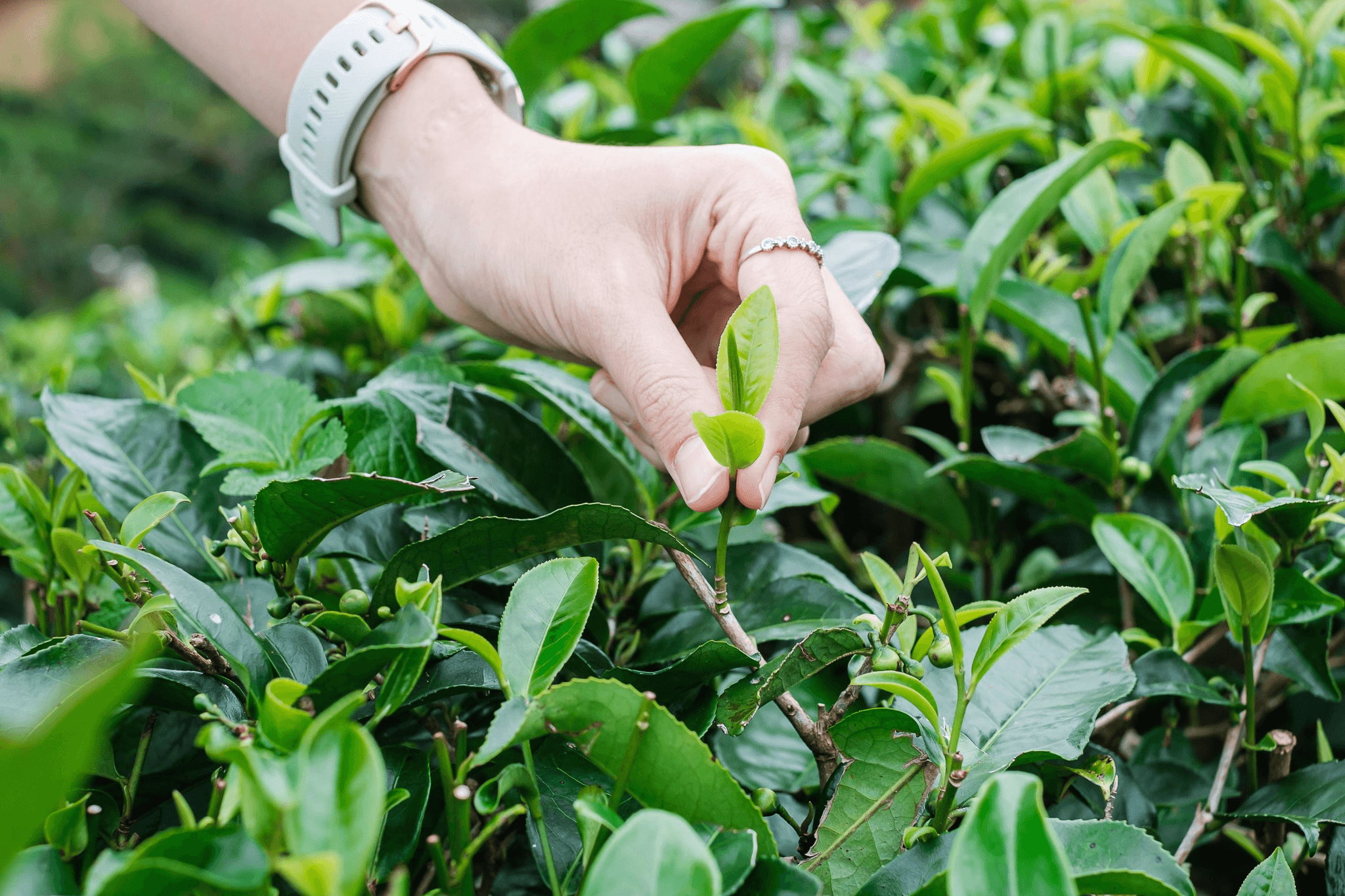 Picking the young tea shoots from a maintained plucking table