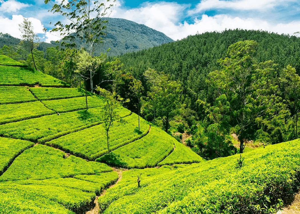 Drainage channels and footpaths between tea bushes on a hillside