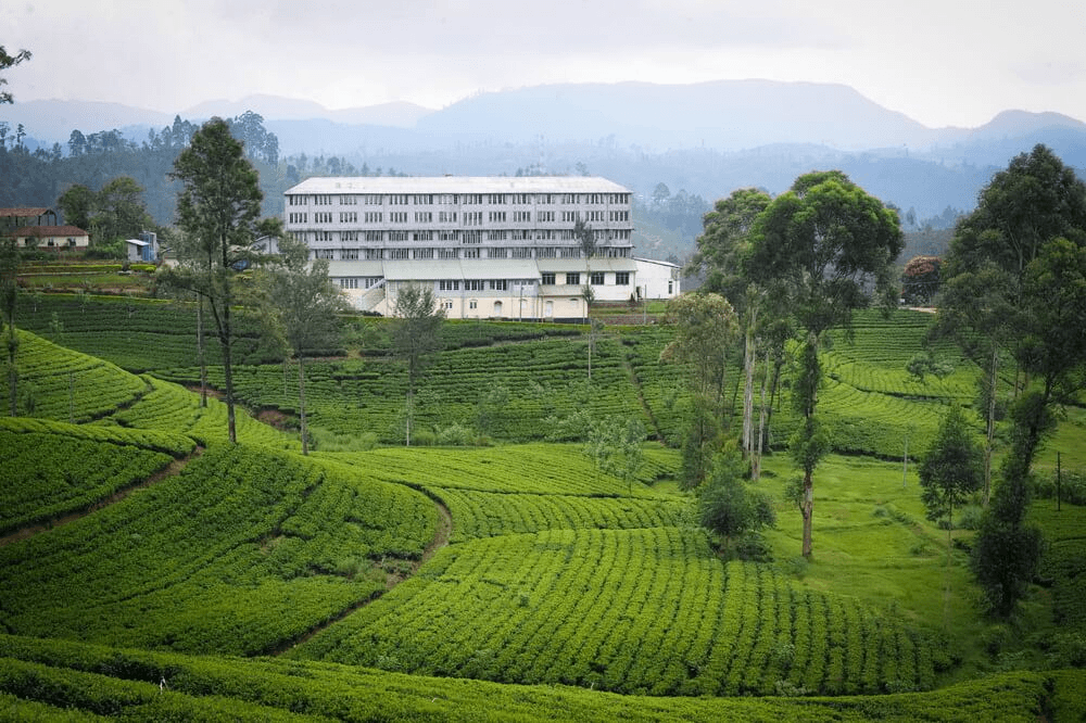 Tea factory surrounded by high-grown tea fields in Nuwara Eliya