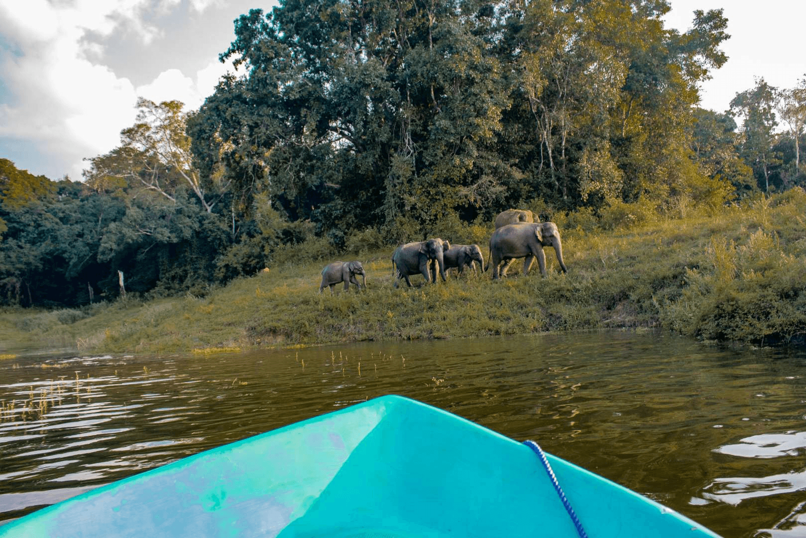 Elephant beside Senanayake Samudraya in Gal Oya National Park