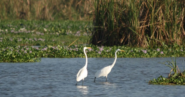 Two white egrets wading in a wetland surrounded by reeds and water plants