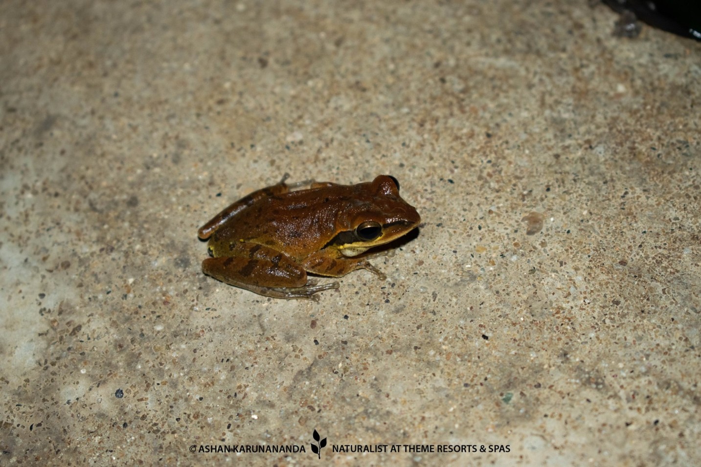 Frog resting on a rock during a night trail in Sigiriya