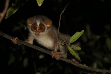 Close view of a grey slender loris during a guided night walk