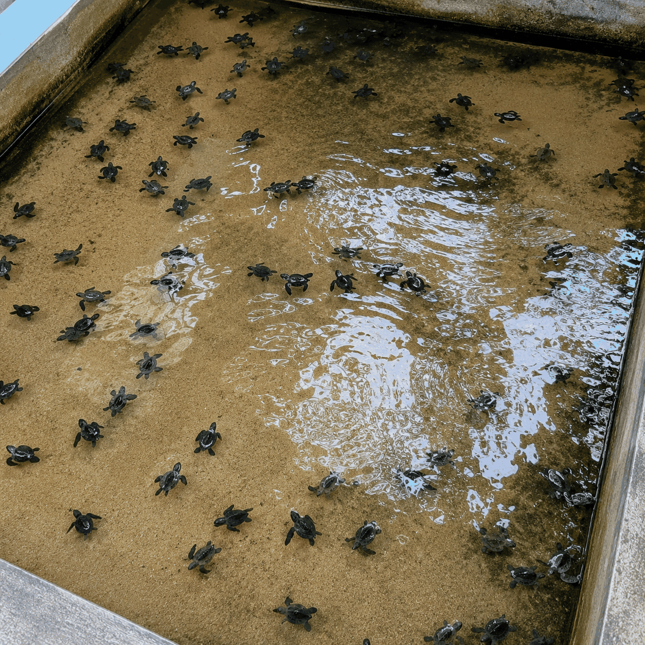 Turtle hatchery in Hikkaduwa, Sri Lanka