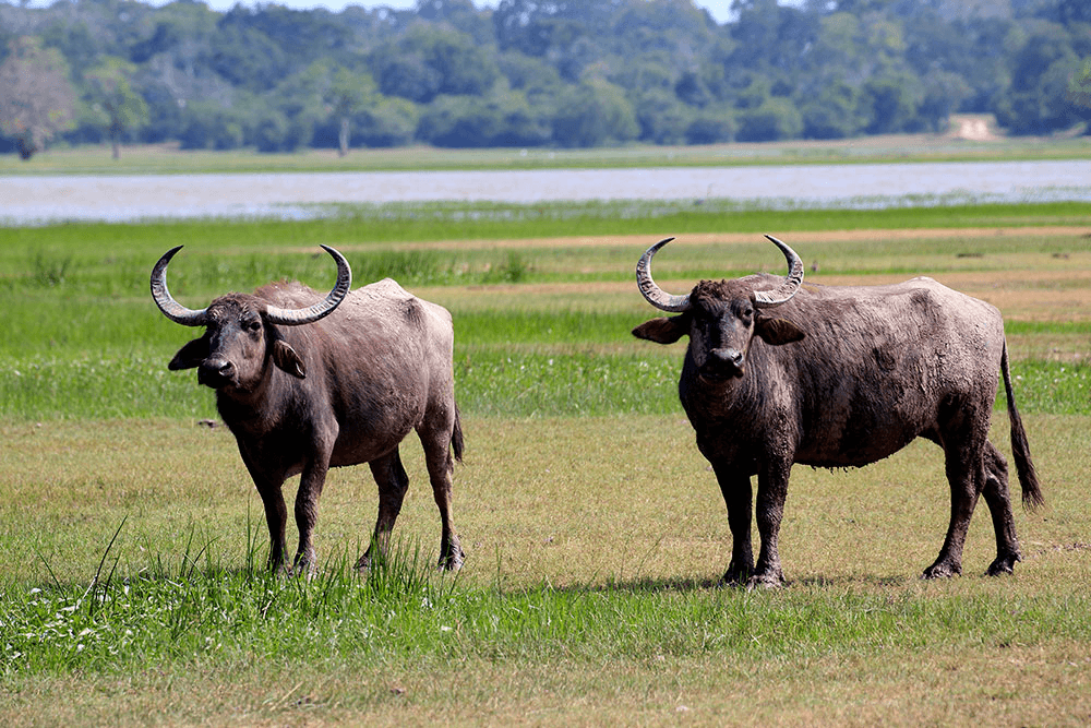 Two Sri Lankan water buffalo in a field near Tissamaharama