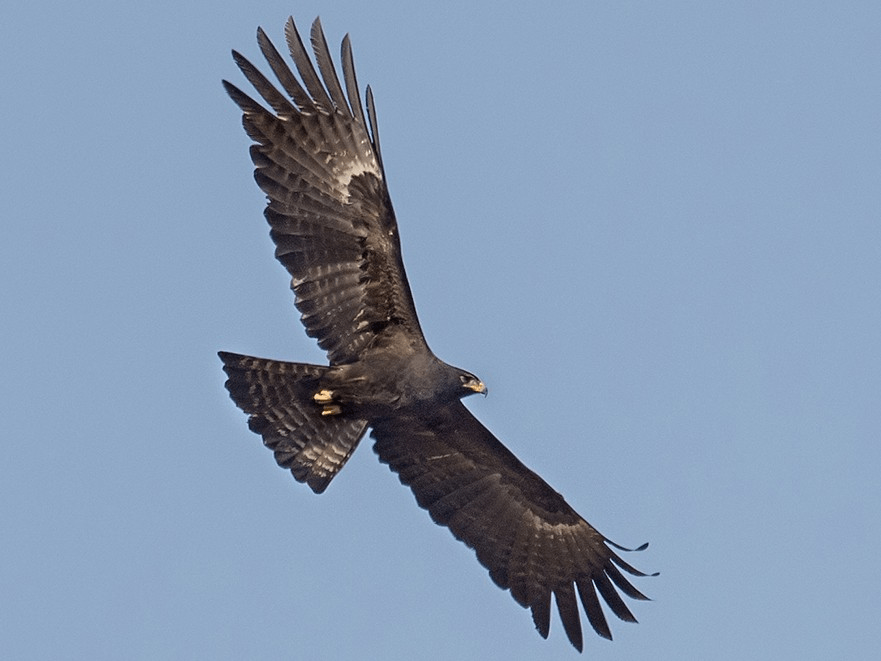 Black Eagle in flight with wings fully outstretched over the Knuckles range