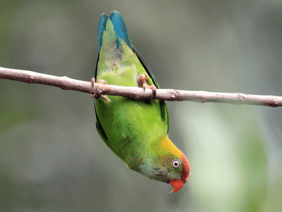 Sri Lanka hanging parrot hanging upside down from a branch in the Knuckles forest